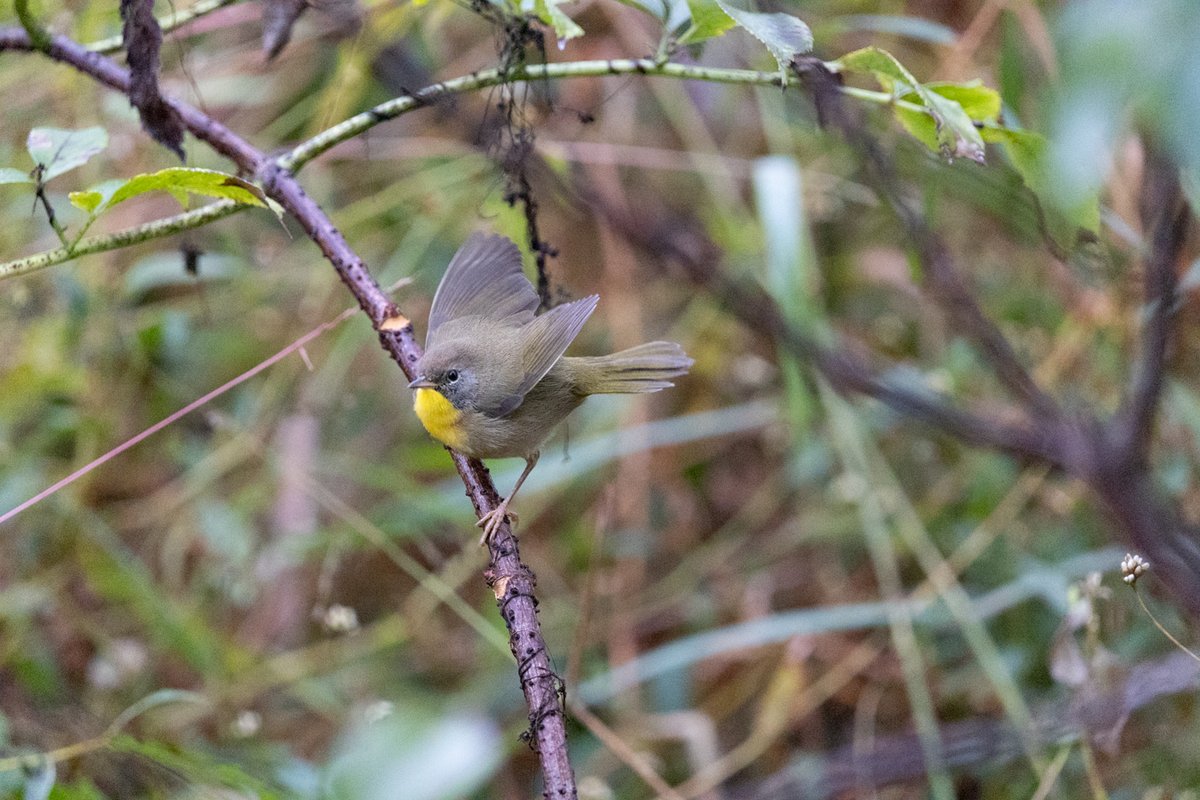 Small bird perched on a branch